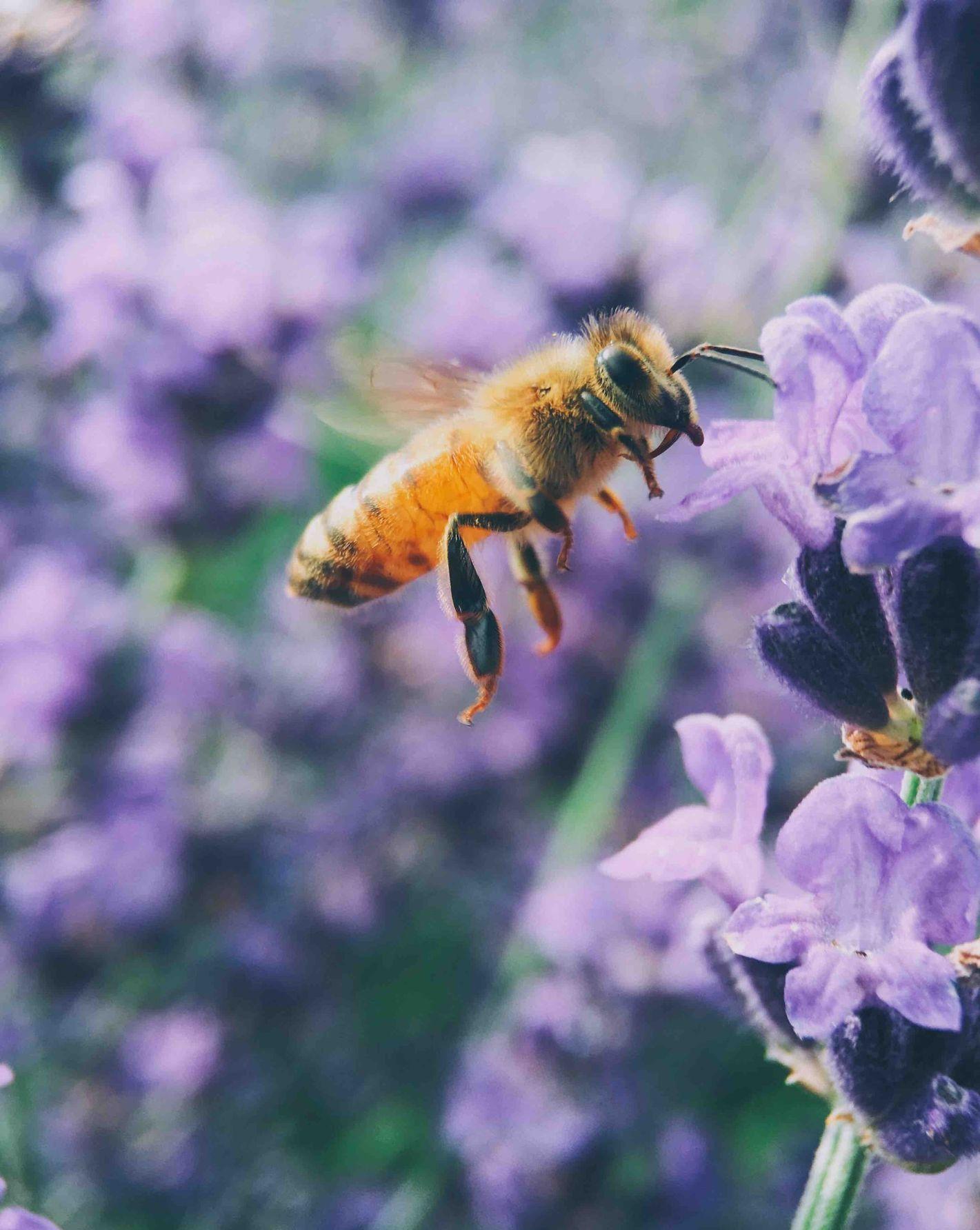 Bee with purple flower macro shot photography of brown bee